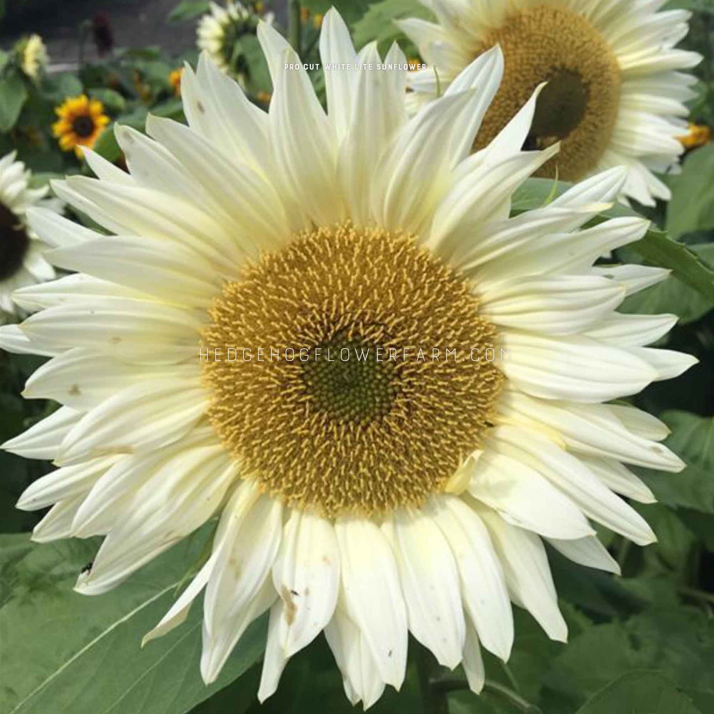 Close-up photo of pro cut white lite sunflower in bloom showing creamy, white petals outlining a yellow center creating a large disk. Background is a garden with other blooming sunflowers and green foliage.