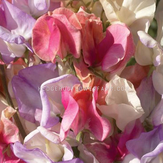 Close-up photo of sweet pea incense mix blooms showing a mix of purple, pink, and white sweet pea flowers.
