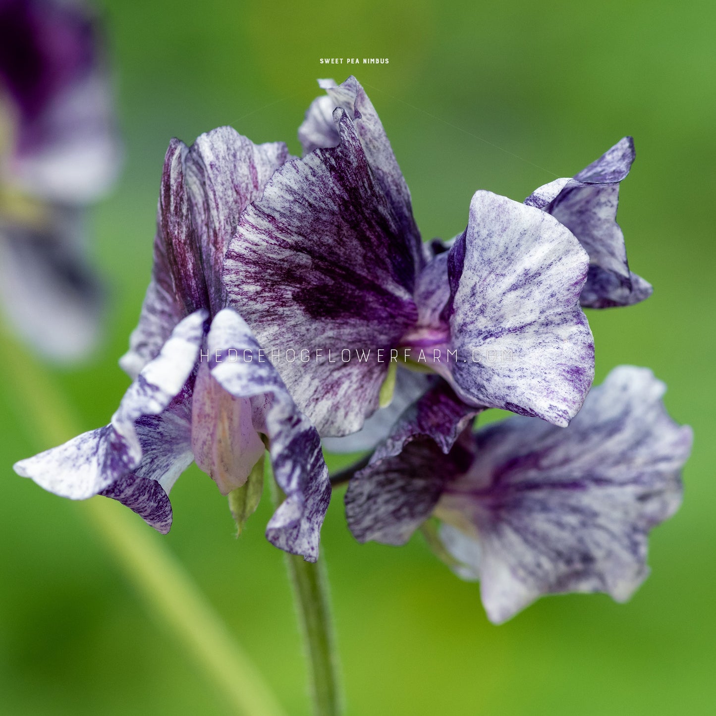 Sweet Pea Nimbus Seeds