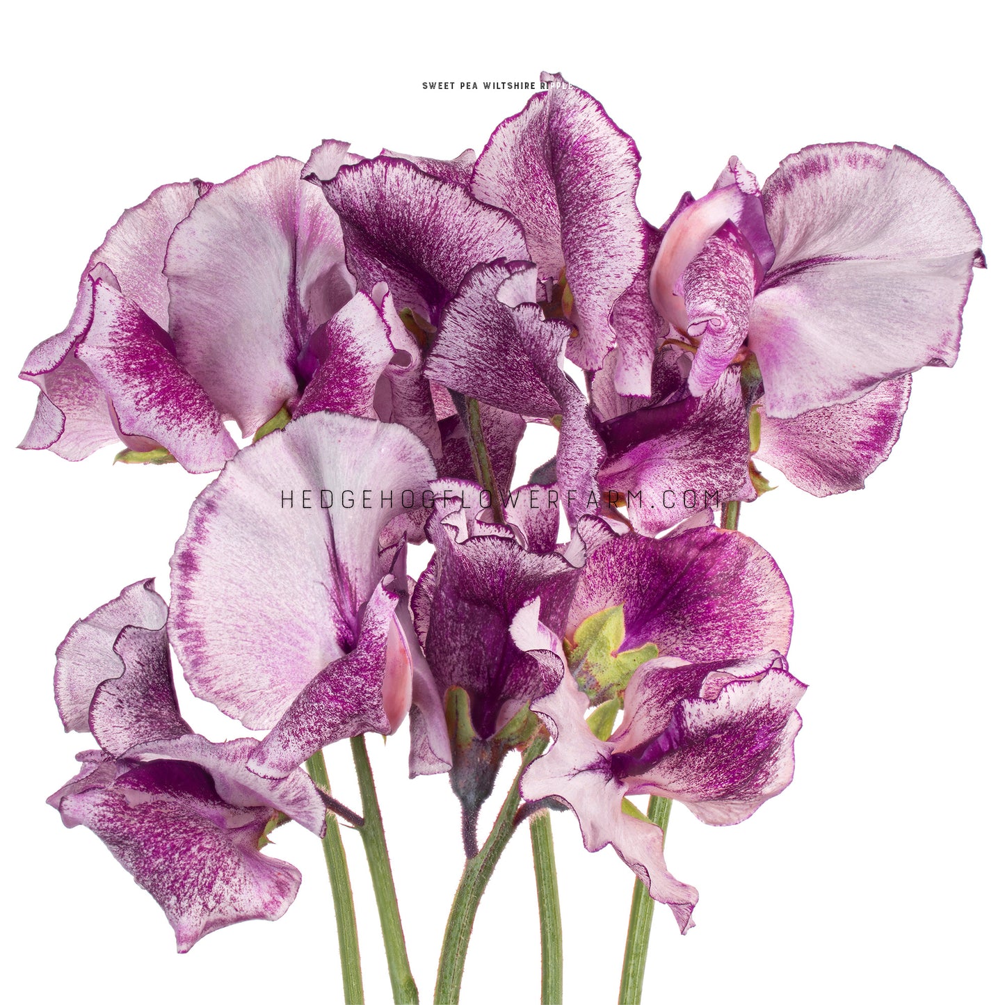 Sweet Pea Wiltshire Ripple Seeds