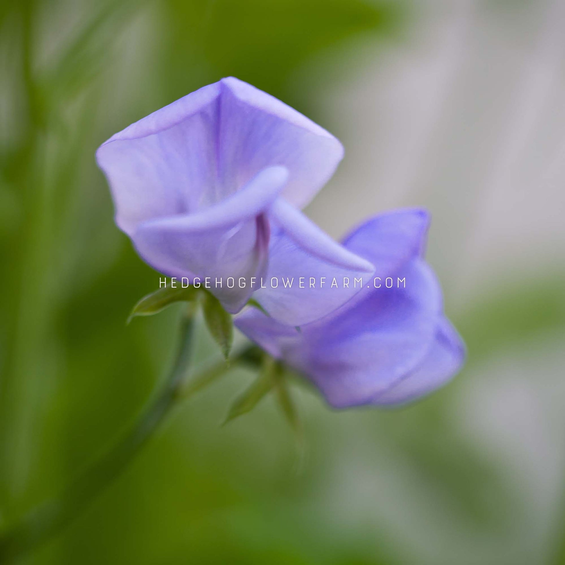 Close-up photo of two spring sunshine light blue sweet pea flowers in bloom showing light blue flowers on a skinny green vine with a blurred green background.