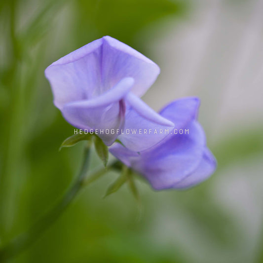 Close-up photo of two spring sunshine light blue sweet pea flowers in bloom showing light blue flowers on a skinny green vine with a blurred green background.