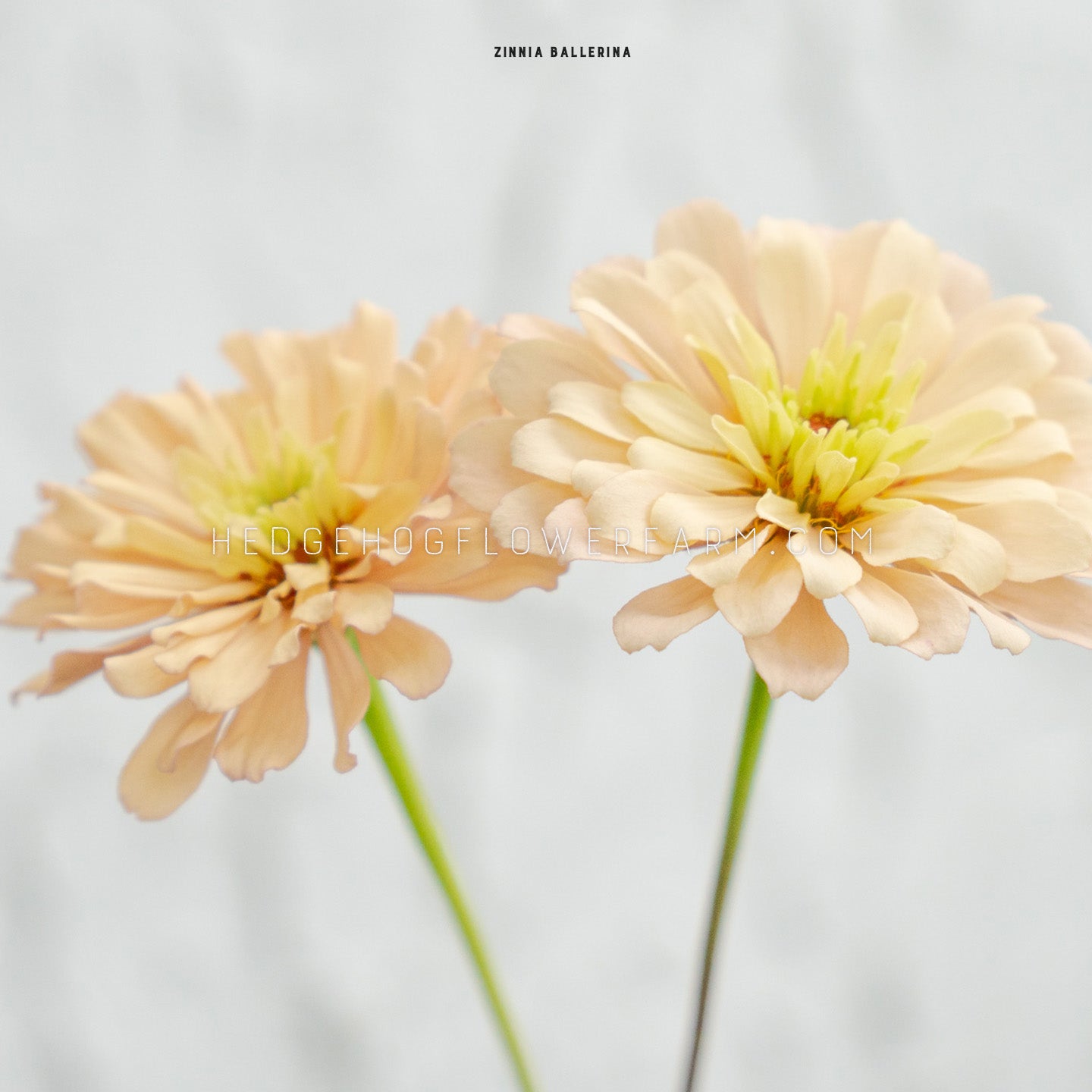 Zinnia Ballerina Seeds