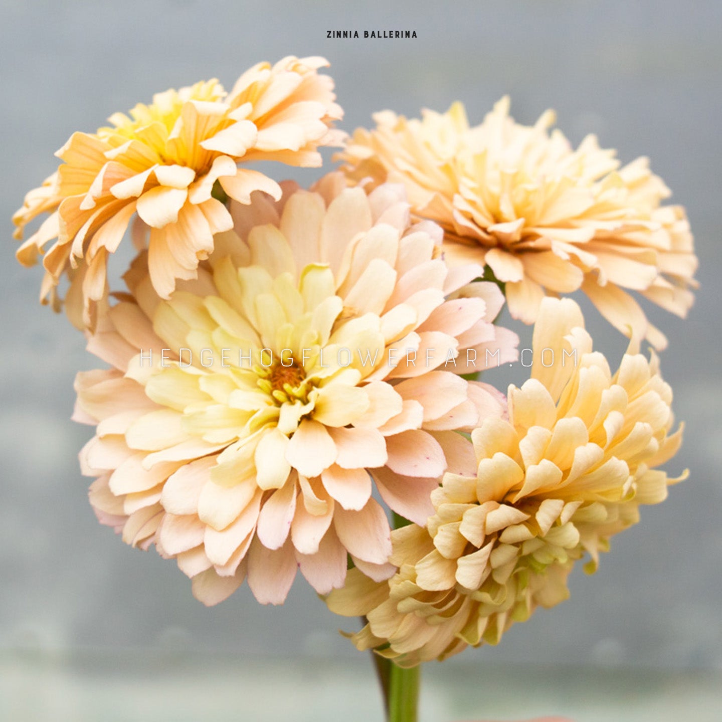 Zinnia Ballerina Seeds