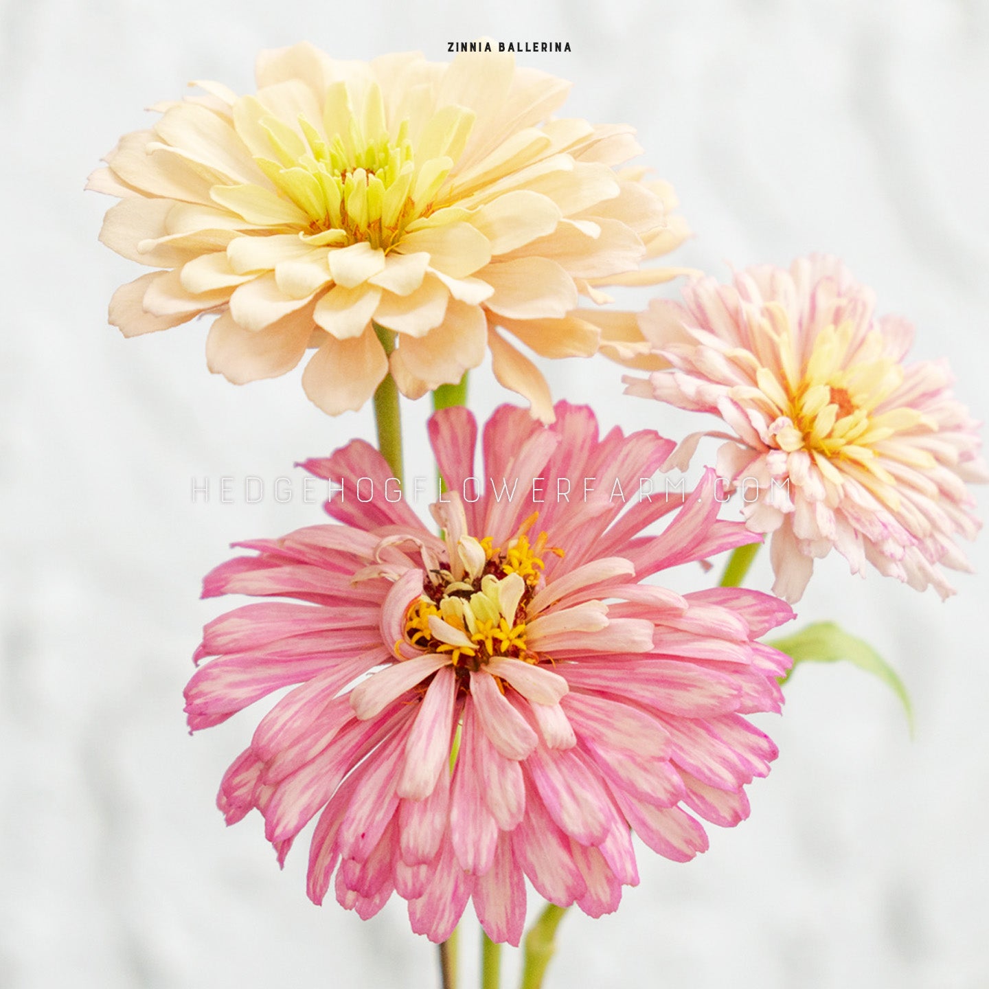 Zinnia Ballerina Seeds