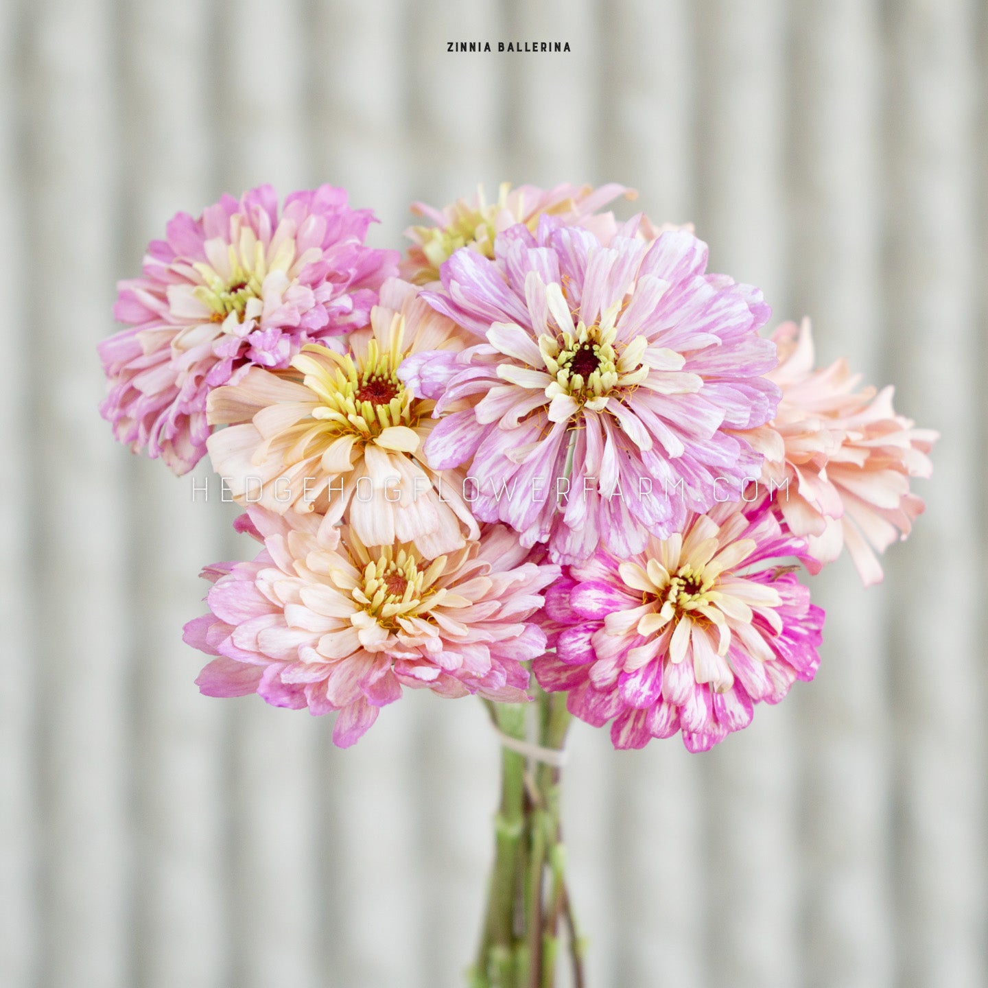 Zinnia Ballerina Seeds