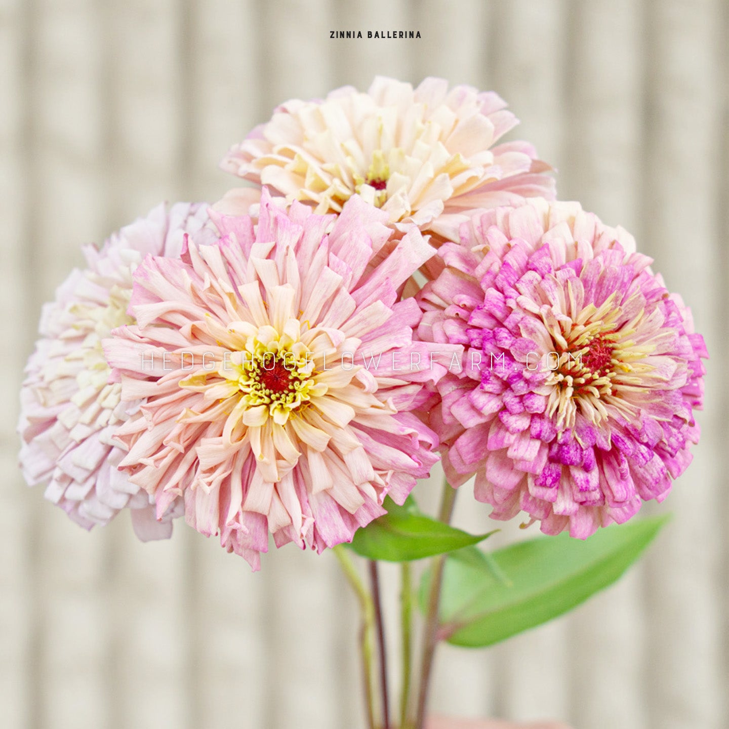 Zinnia Ballerina Seeds