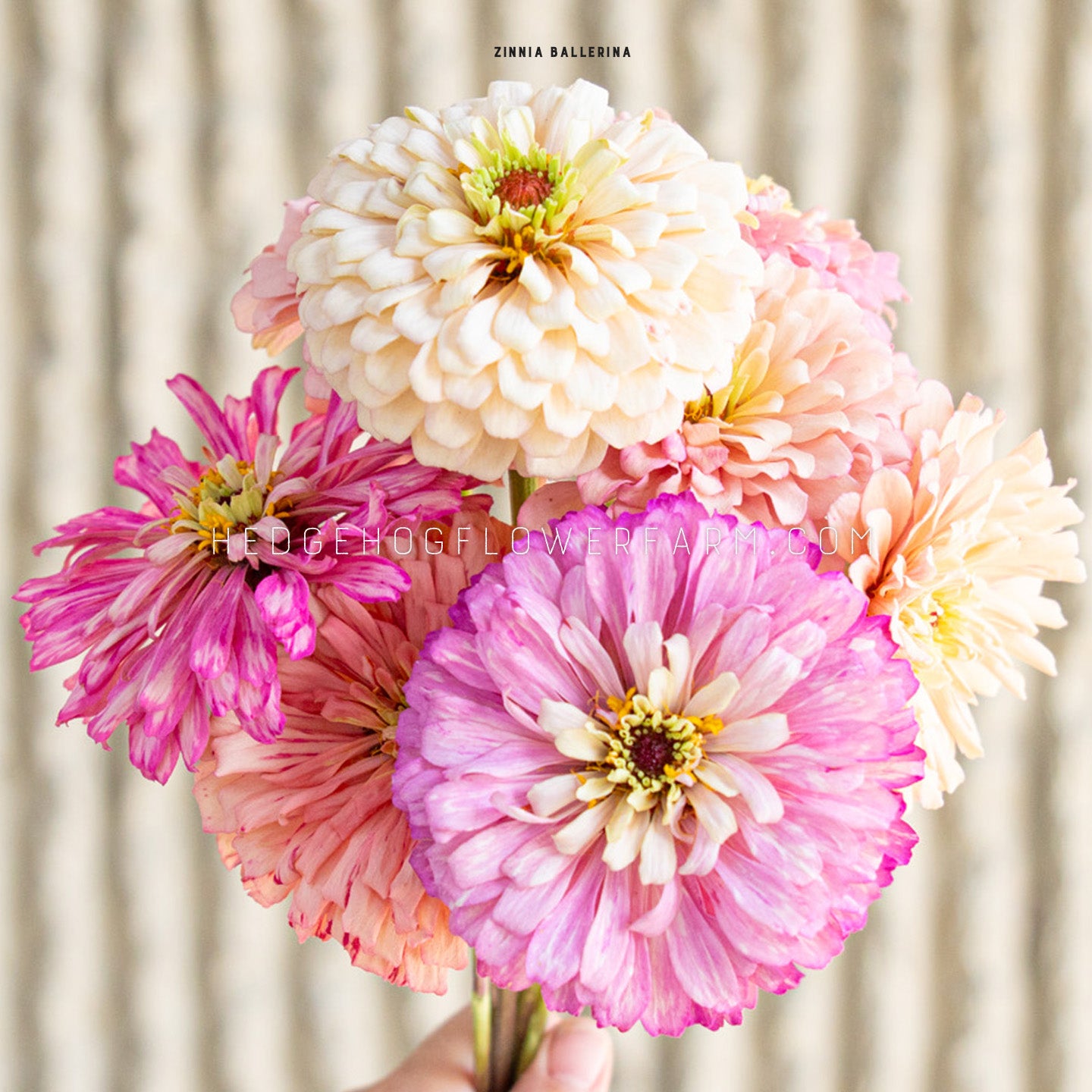 dahlia zinnia seeds Zinnia Ballerina Seeds