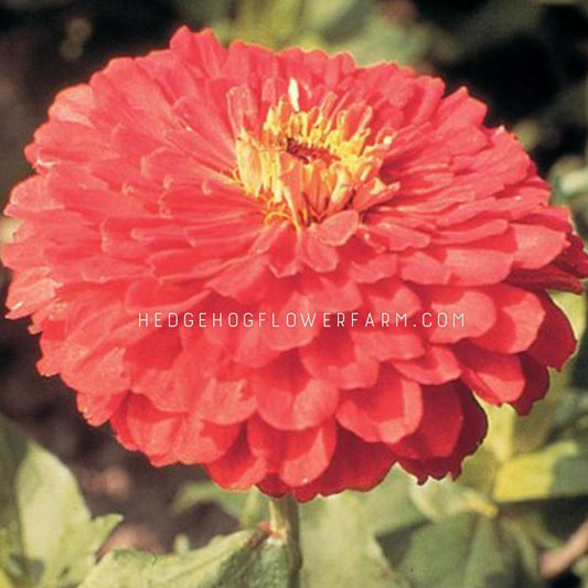 Close-up side view photo of Zinnia Benary's Giant Coral flower in bloom showing layers of coral colored petals coming out from a yellow center. Background is green foliage.