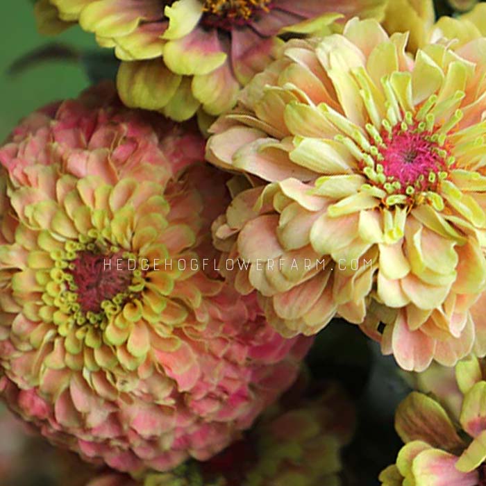 Close-up photo of a cluster of pink and yellow queen lime blotch zinnia flowers. The flowers have a soft, layered appearance with a pink center and yellow petals.