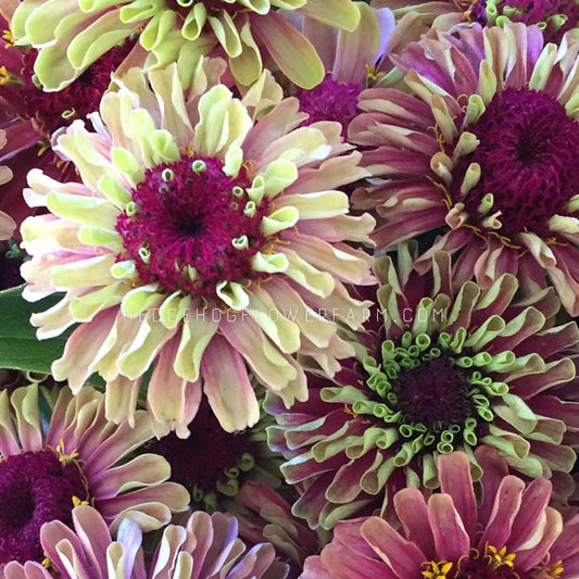 A close-up photo of a bouquet of pink and green queen lime red zinnia flowers. The flowers have a deep purple center and green tips on the petals. The flowers are arranged in a cluster and show many layered petals.