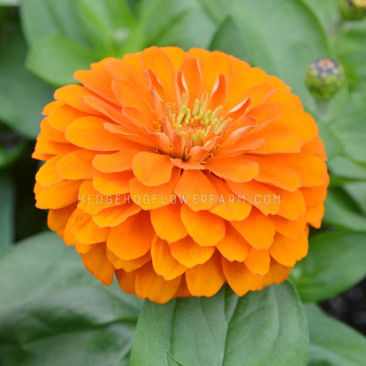 Close-up side view photo of a vibrant orange queen pure orange zinnia flower with a yellow center. The flower is in full bloom and has many layered petals coming out from the center. The flower is surrounded by green leaves.