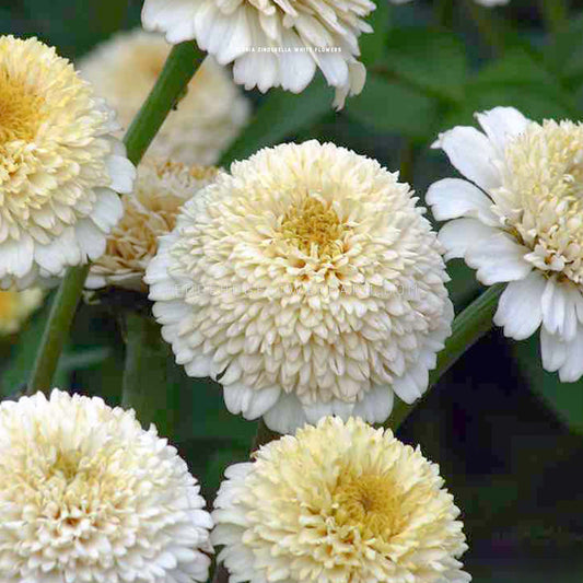 Close-up top view photo of several white and cream zinderella white zinnia flowers with a yellow center. The flowers are in bloom and have a fluffy, layered texture. The flowers are growing in a garden setting with green foliage in the background.