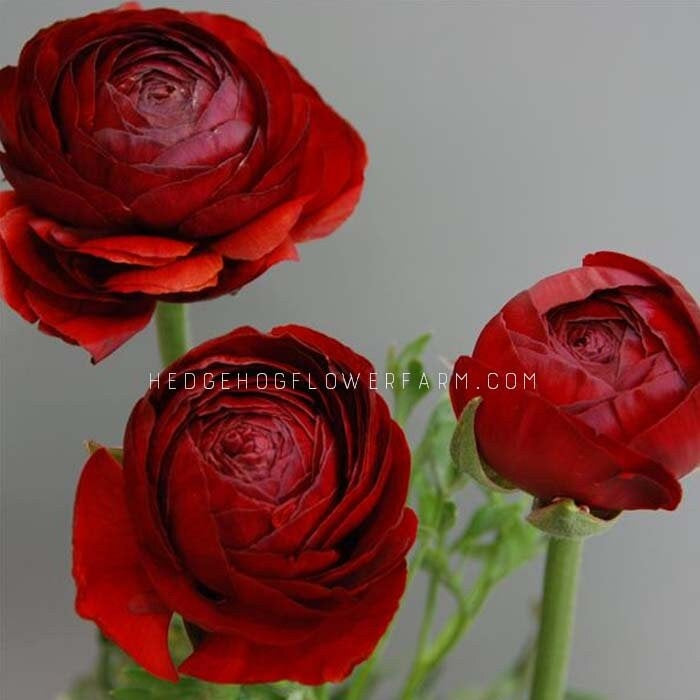 Three red labelle chocolate ranunculus flowers with a green stem and leaves. The flowers are fully bloomed and have a deep red color. The text 'HEDGEHOGFLOWERFARM.COM' is visible in the image.