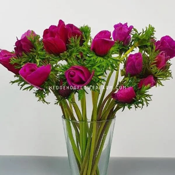 Image of Anemone Rainbow Flashy Rose cut flowers in a vase showing beautiful deep pink hued petals, similar looking to roses, a top tall stems with fern-like foliage against a grey background.