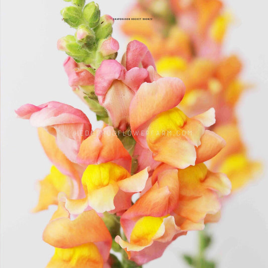 Close-up photo of Snapdragon Rocket Bronze flower in bloom showing colorful blooms in shades of pink, yellow and orange on a green stem against a white background with another blurred blooming rocket bronze snapdragon visible in the back.