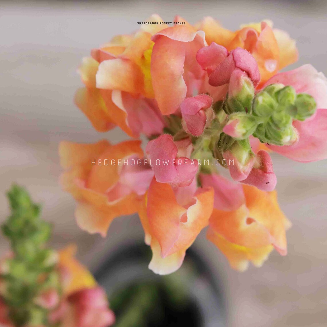 Rocket Bronze Snapdragon Seeds