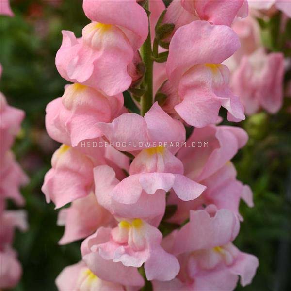 Close-up photo of rocket pink snapdragons in bloom showing bubblegum pink blooms with yellow centers with a blurred garden background.