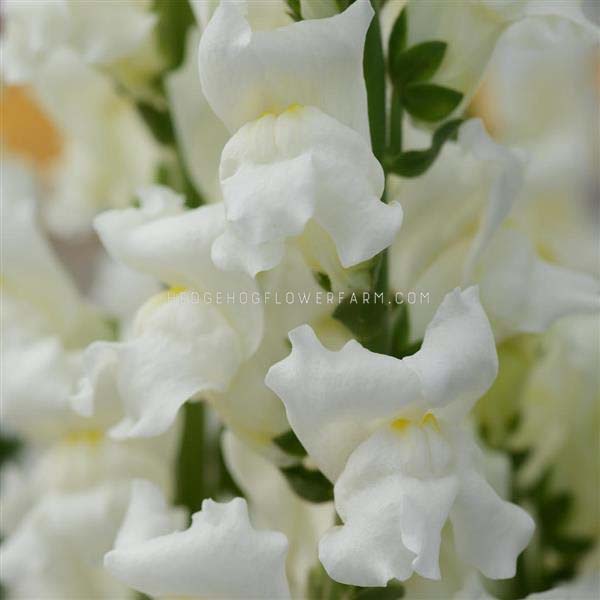Close-up photo of rocket white snapdragons in bloom showing white petals with yellow centers with other rocket white snapdragons visible blooming in the blurred background.