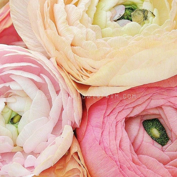 Close-up of three tecolote pastel mix ranunculus flowers. The flowers are pink and peach in color and have multiple layers of petals. The center of the flowers is green.