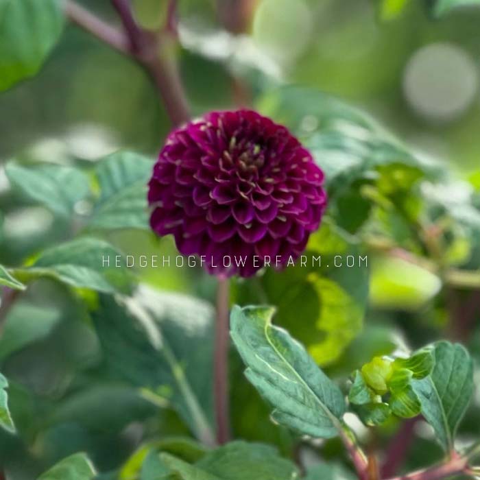 Rocco Dahlia Tuber