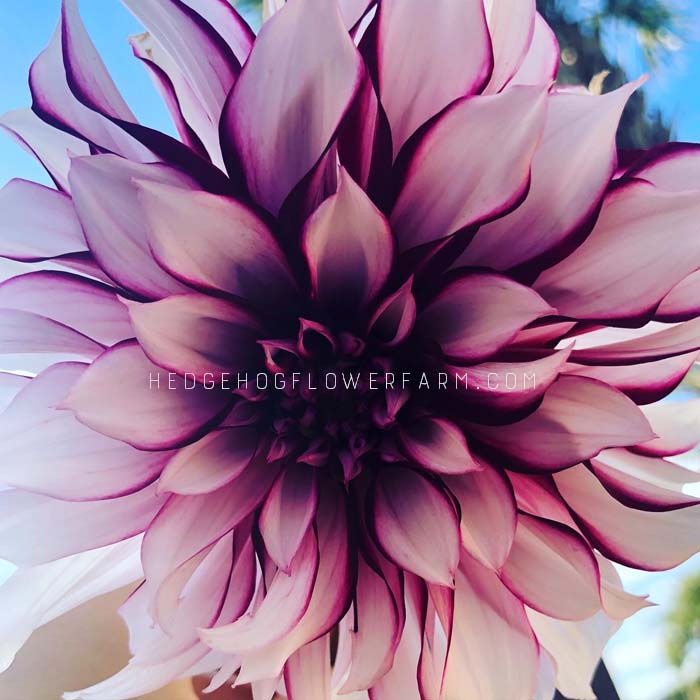 Tartan Dahlia Tuber