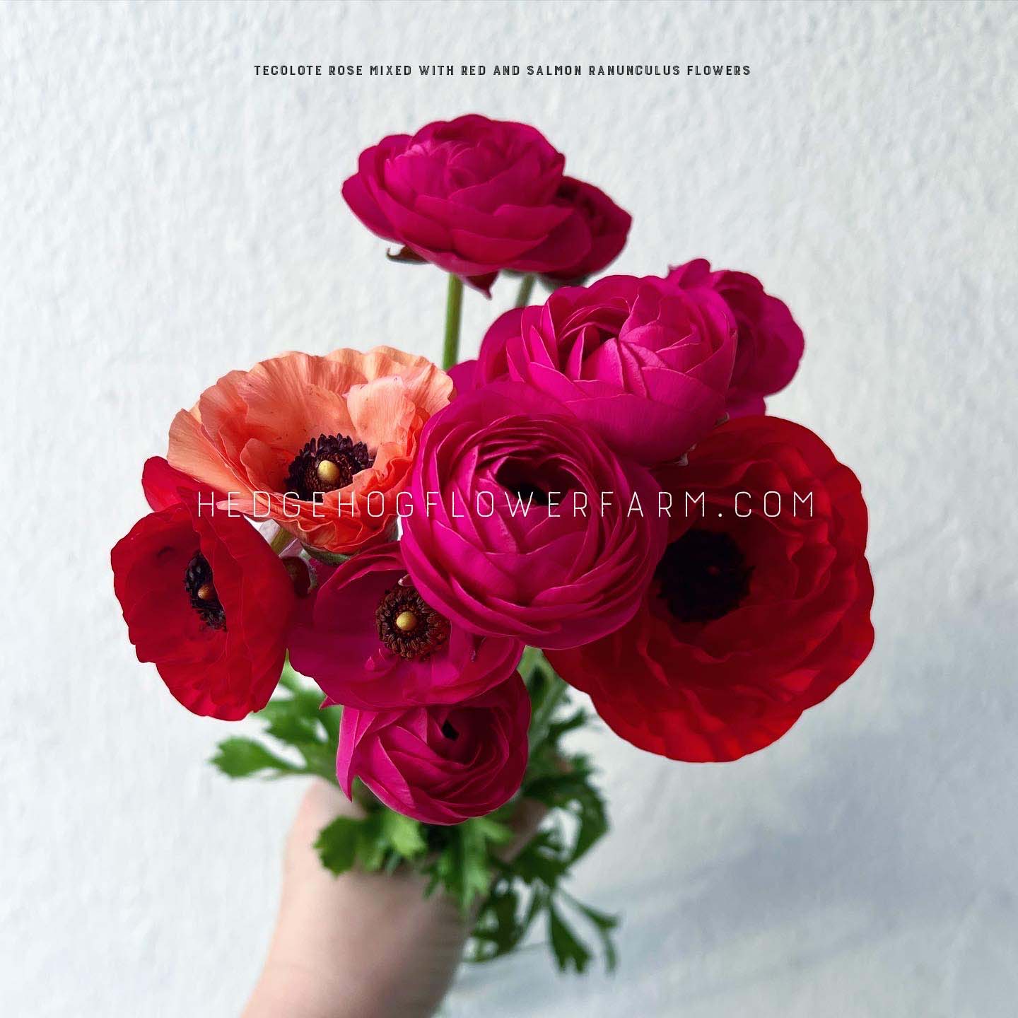 A bouquet of pink and red ranunculus flowers with dark centers. The flowers are arranged in a hand placed against a white wall.