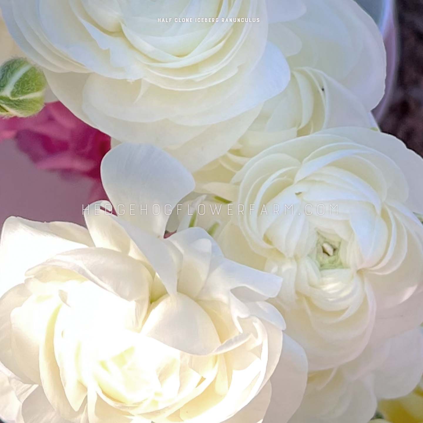 Ranunculus Half Clone Iceberg - 10 Corms