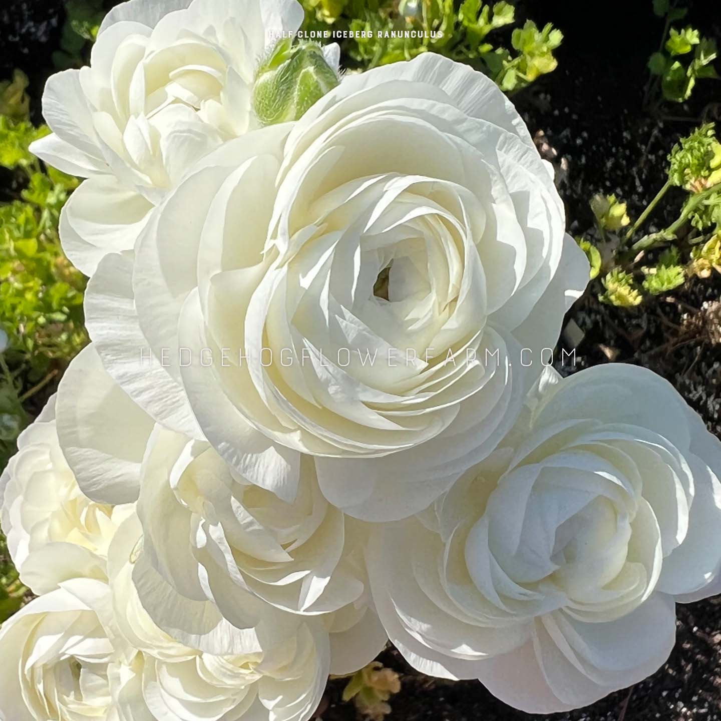 Close-up of a cluster of Half Clone Iceberg ranunculus flowers. The flowers are fully bloomed and have a delicate, layered appearance. The petals are soft and white, with a slight hint of cream. The flowers are arranged in a bouquet, with the center flower being the largest and most prominent. The background is blurred and out of focus, with a hint of green foliage visible.
