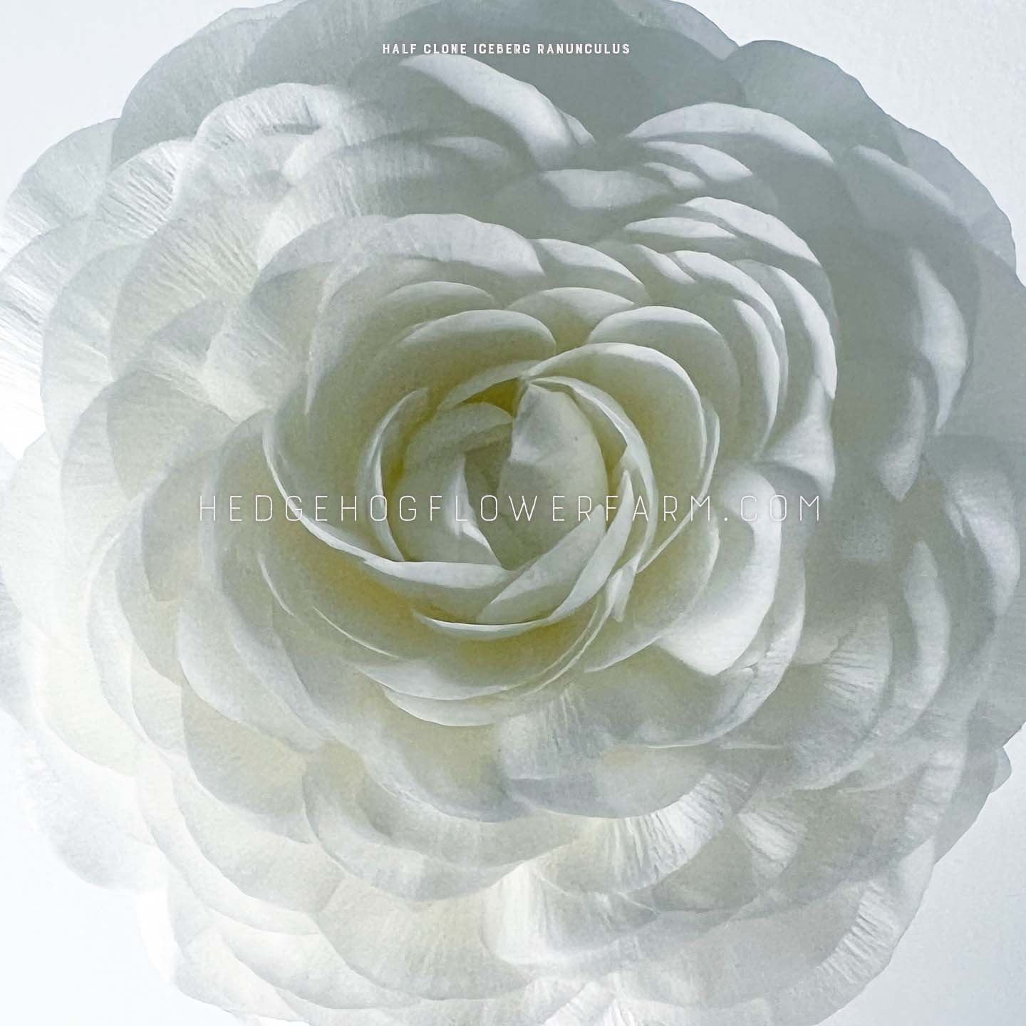 A close-up of a Half Clone Iceberg ranunculus flower with many layers of white petals. The flower is centered and in focus on a white background.