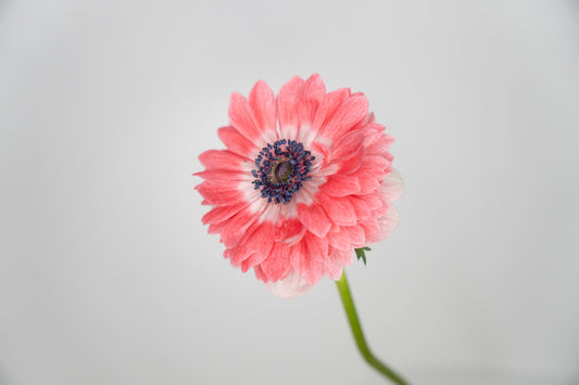 Growing Anemones in the South