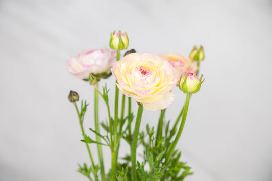Best Ranunculus to Grow for Warm Climates