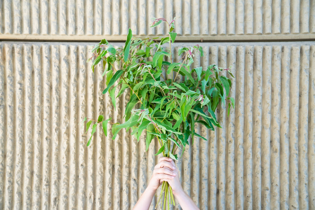 All About Lemon Bush Eucalyptus