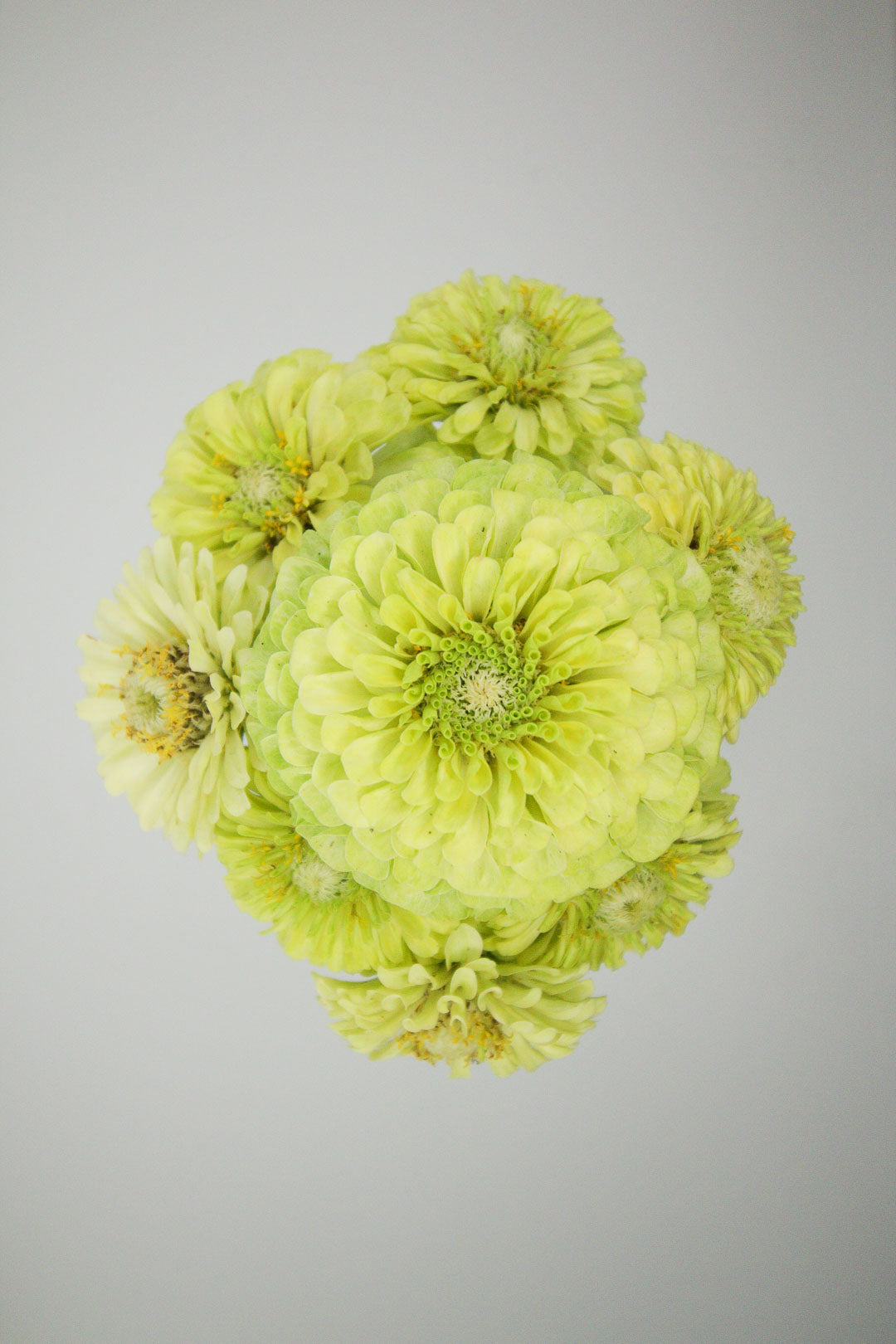 Zinnia elegans: Summer’s Floral Jewel