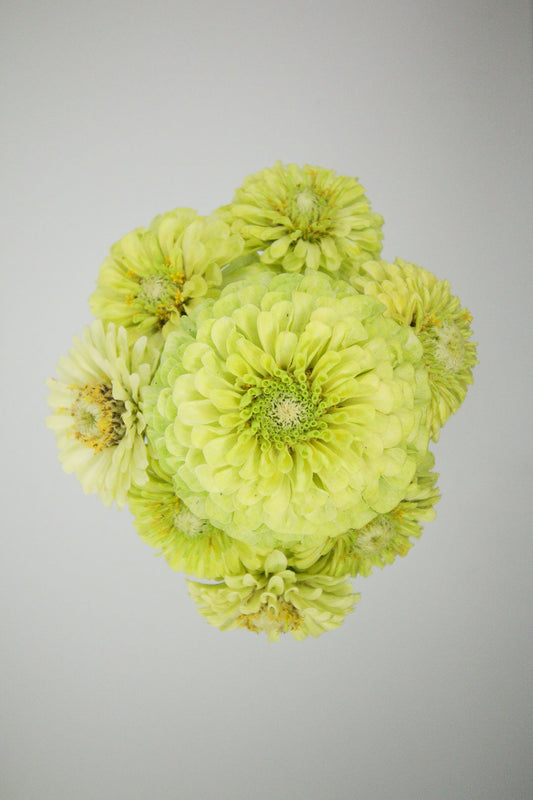 Zinnia elegans: Summer’s Floral Jewel
