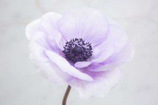Anemone coronaria: Windflower Power