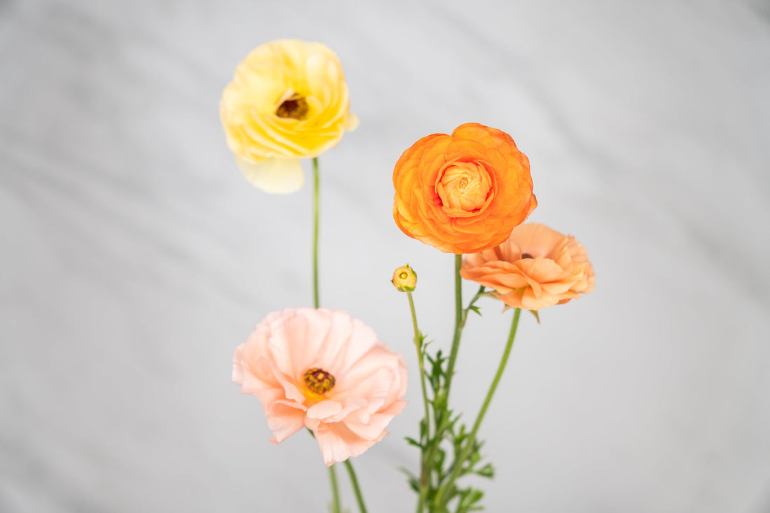 Ranunculus asiaticus: The Spring Blooming Beauty