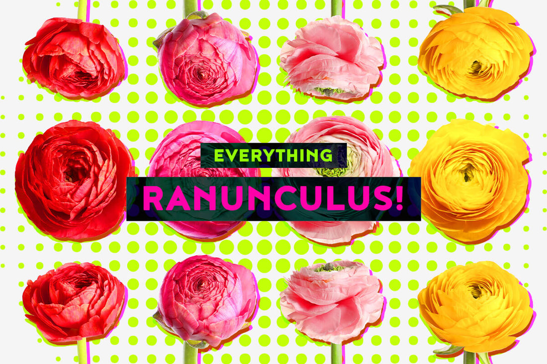 Where to Buy Ranunculus Corms, How to Grow Ranunculus, When to Start Ranunculus and Everything Else Growing Ranunculus