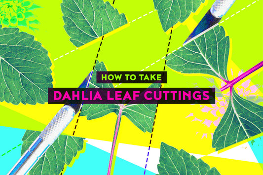 How to take Dahlia Leaf Cuttings - Step by Step with Photos