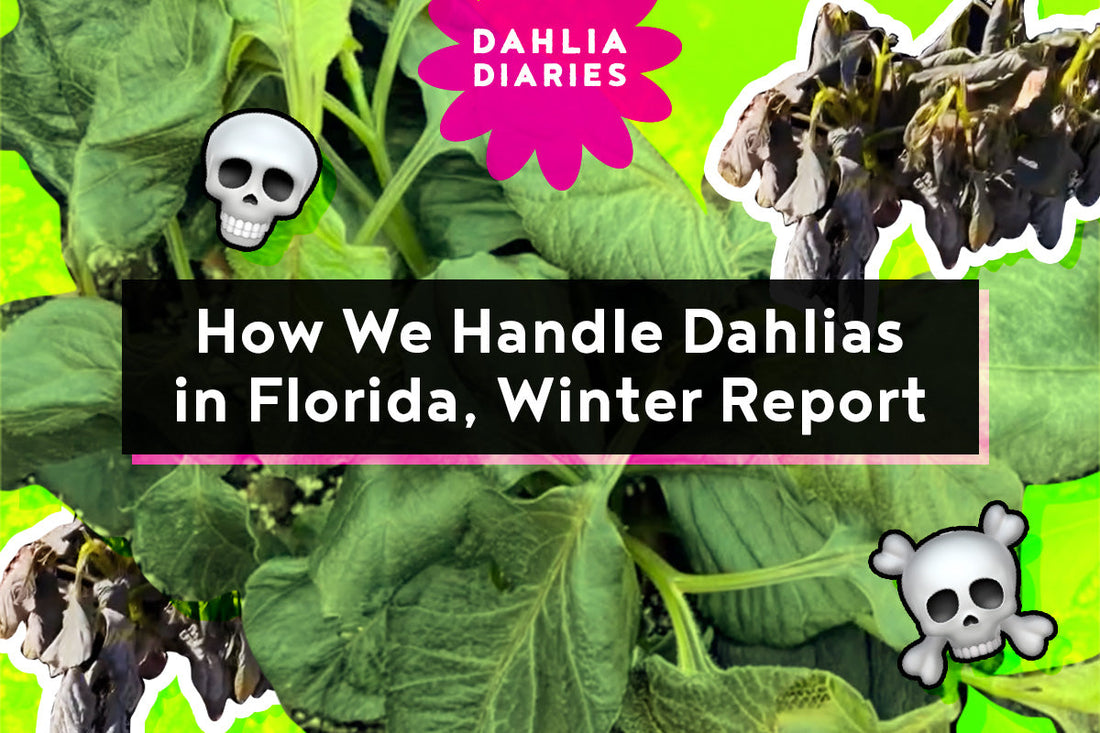 Dahlia Diaries: How We Handle Dahlias in Florida, Winter Report