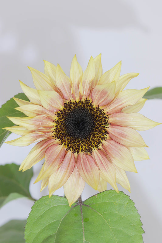 Best Low-Maintenance Flowers for the Garden