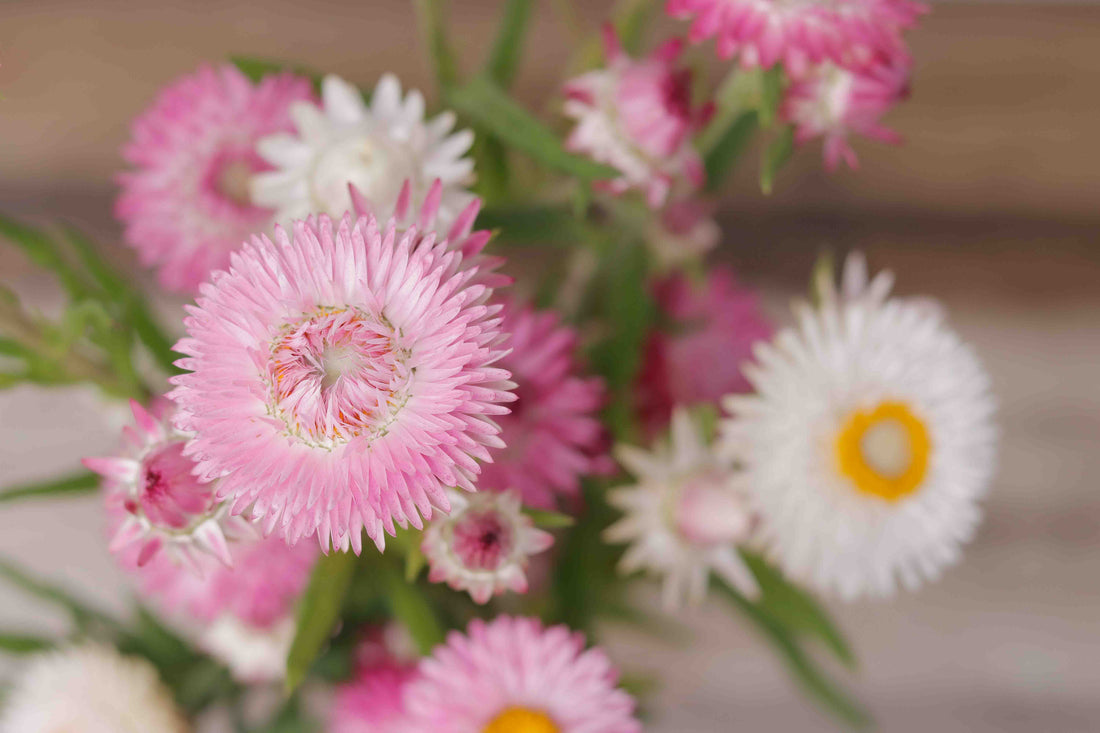 Best Flowers for Dried Flowers