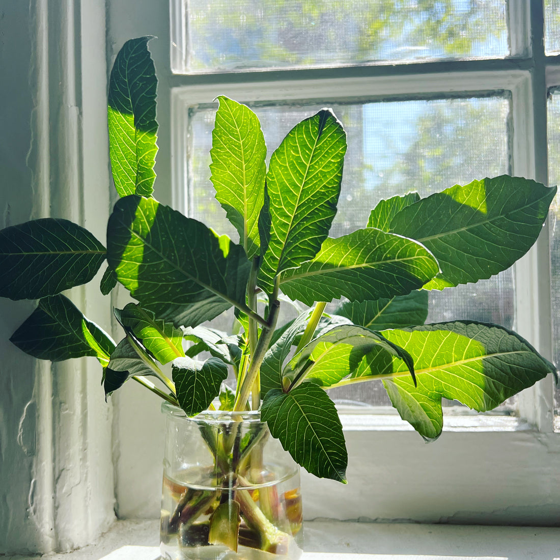 Windowsill Dahlia Cuttings from Hollow Stem