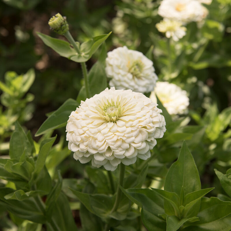 Zinnia Benary's Giant White Seeds