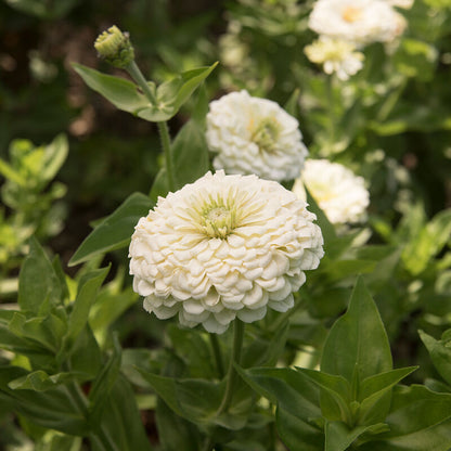 Zinnia Benary's Giant White Seeds