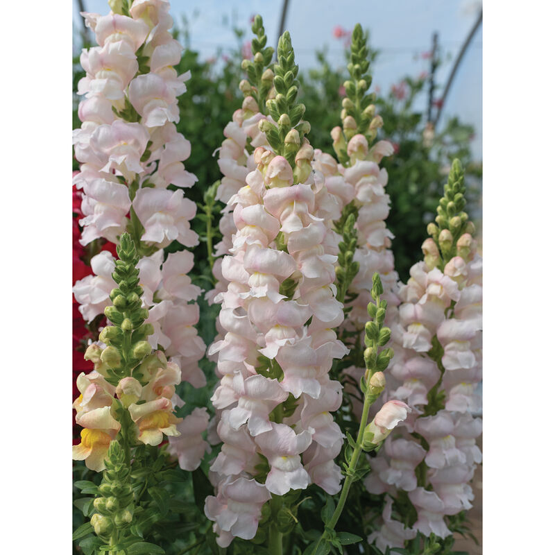 Avignon Silver II Snapdragon Seeds