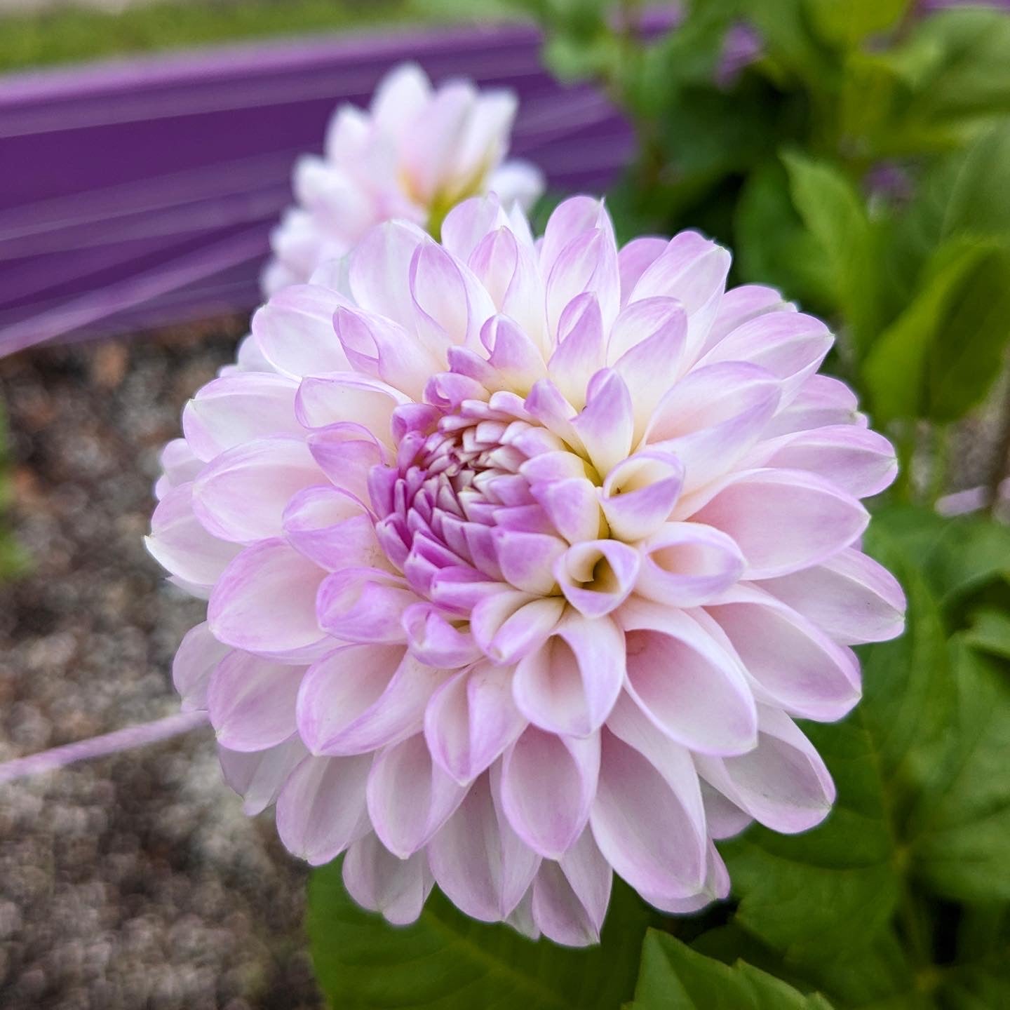 Flowers - Dahlia - Snoho Sonia