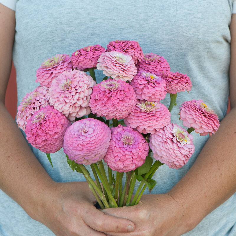 Zinnia Oklahoma Pink Seeds