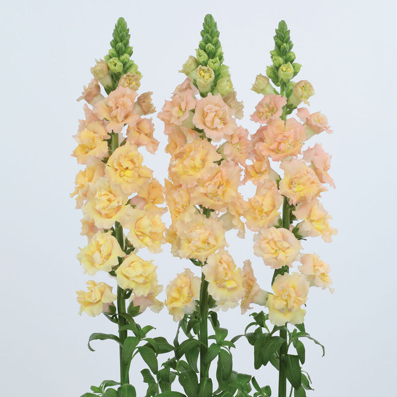 Snapstar Champagne Snapdragon Seeds