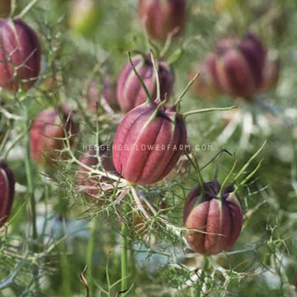 plant with black seed pods Albion Black Pod Nigella